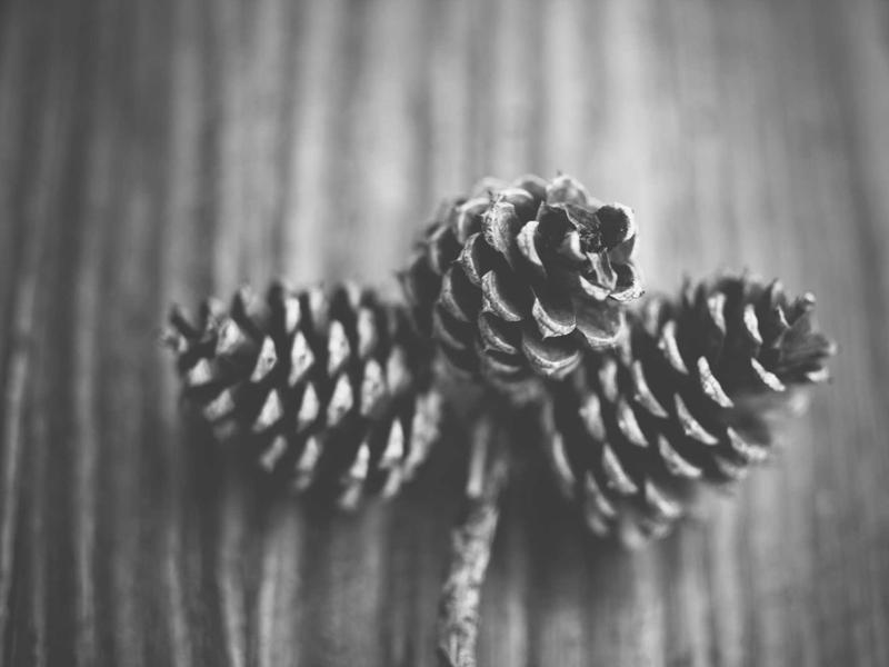 宠医在线<br>宠物健康与基因测序咨询